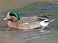 Eurasian Wigeon x Chiloe Wigeon hybrid